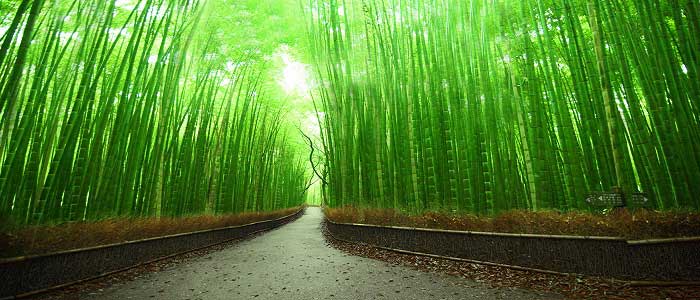 çin-bambusu-yetiştiriciliği